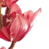 🤩