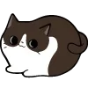 🐱
