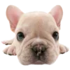 🐶