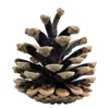 🌲