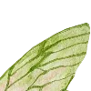 🦋