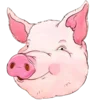 🐷