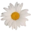 🌼