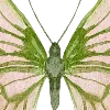 🦋