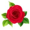 🌺