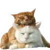 🫂
