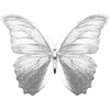 🦋