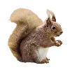 🐿