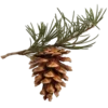 🌲