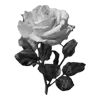 🌹