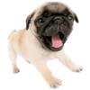 🐶