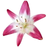 🌸