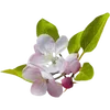 🌸
