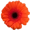 🌼