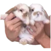 🐰