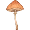 🍄