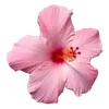 🌸