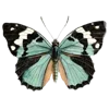 🦋