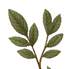 🍃