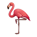 🦩