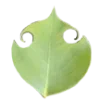 🌱