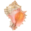 🐚