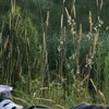 🌿