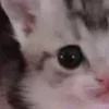 🐾