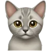 🐱