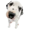 🐶