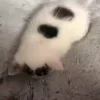 🐈‍⬛