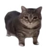 🐈