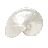 🐚