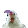 🐓