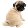🐶