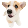 🐶