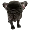 🐶