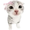 🐈