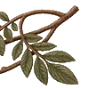 🌿