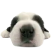 🐶