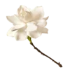 🌸