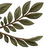 🌿