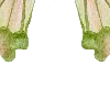 🦋