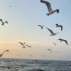 🤩