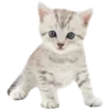 🐈