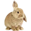 🐇
