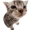 🐈