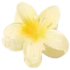🌼