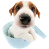 🐶