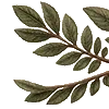 🌿
